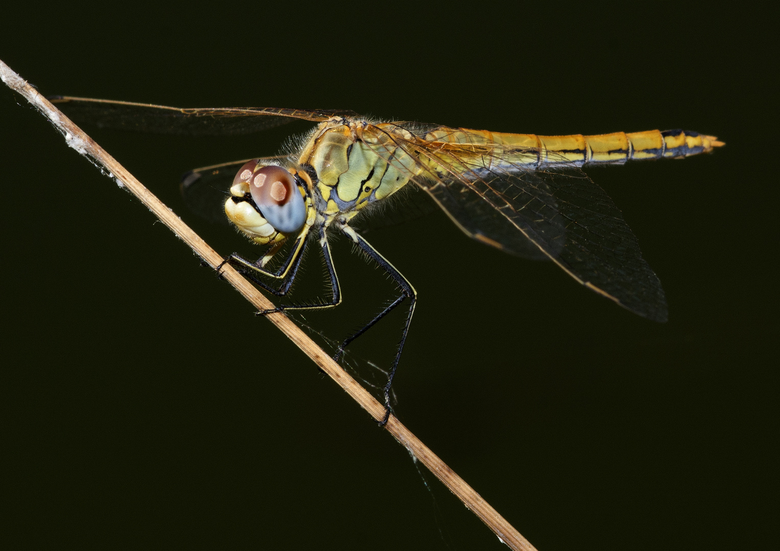 Libellula