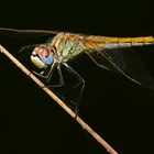 Libellula