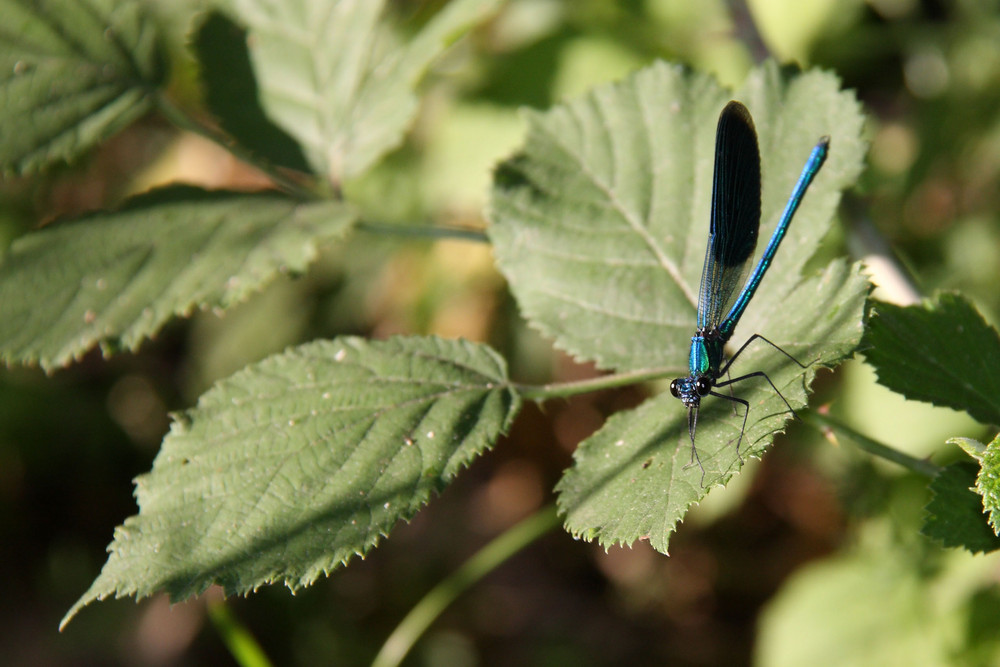 Libellula 6/2009