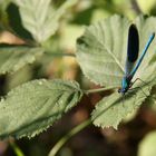 Libellula 6/2009