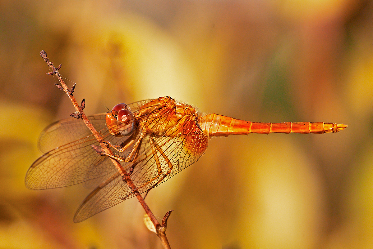 Libellula