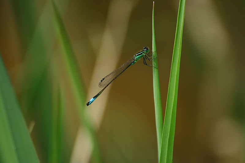 LIBELLULA