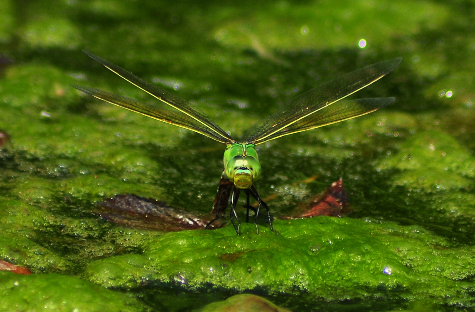 Libellula