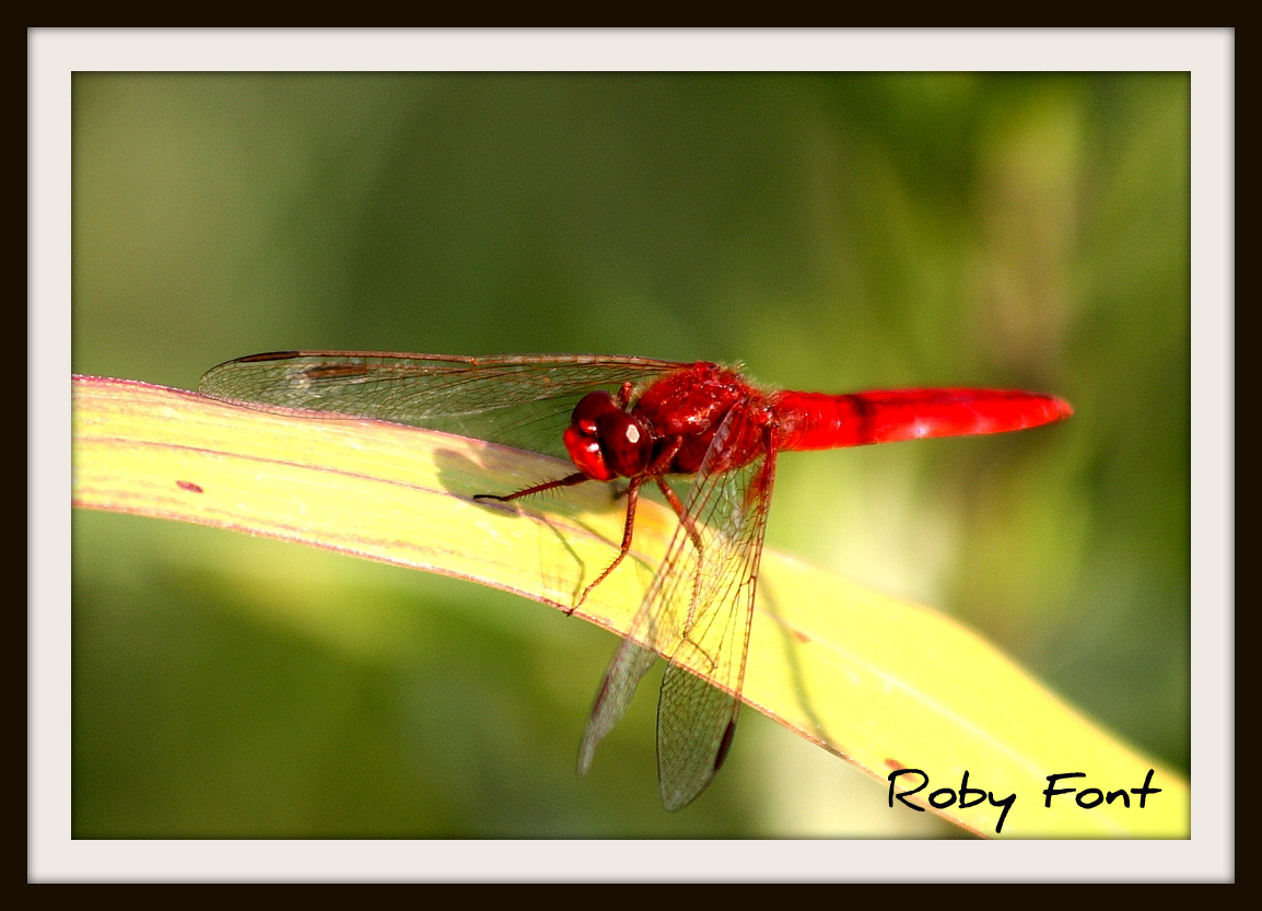 Libellula