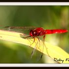 Libellula