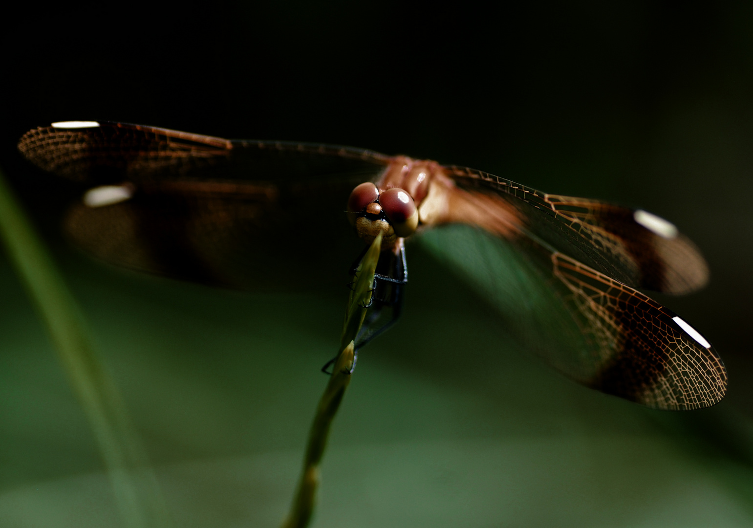 LIBELLULA