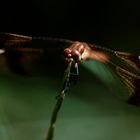 LIBELLULA