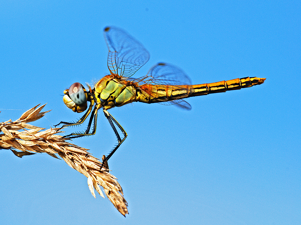 Libellula