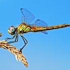 Libellula