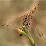 LIBELLULA # 7