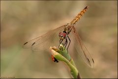 LIBELLULA # 7