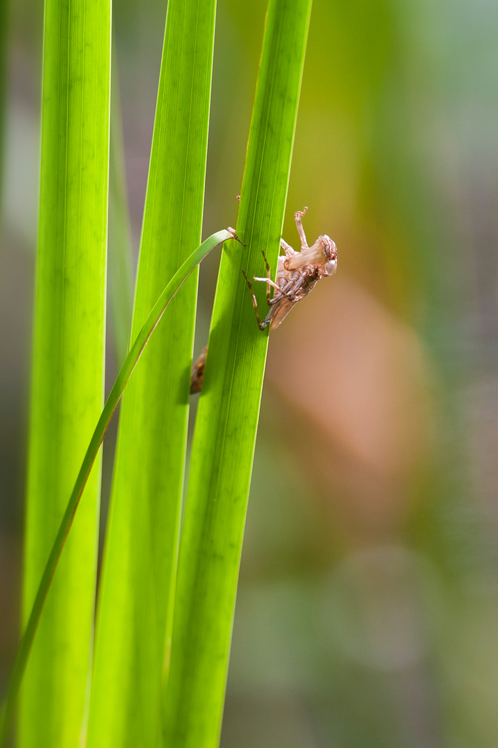 Libellula