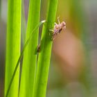 Libellula