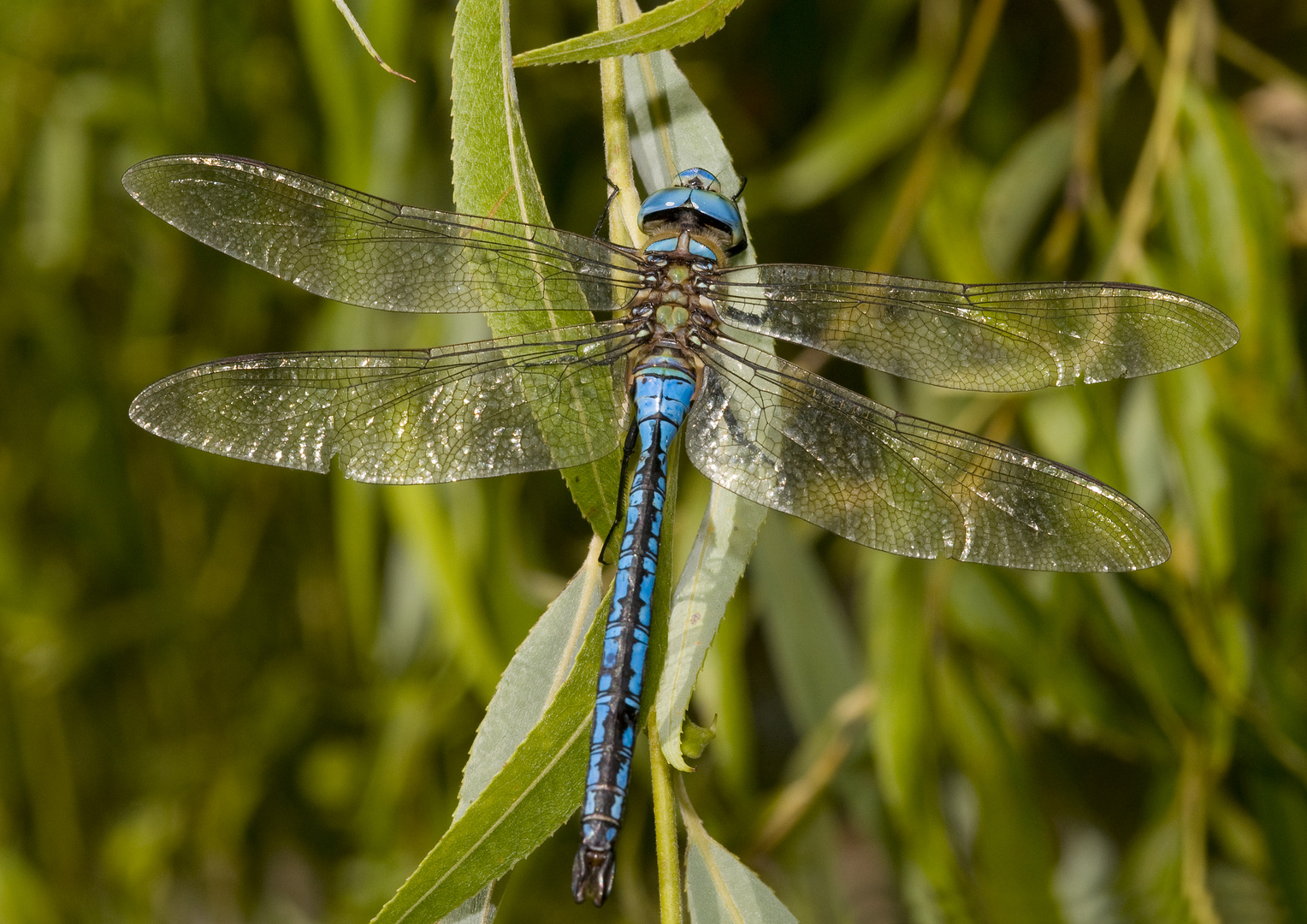 Libellula