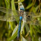 Libellula