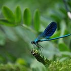 libellula