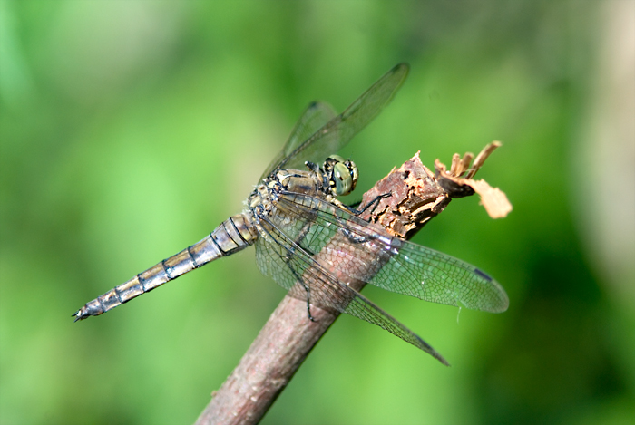 Libellula