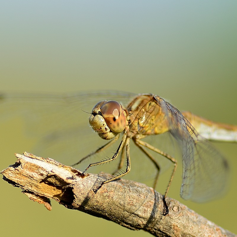 libellula