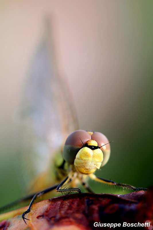 Libellula