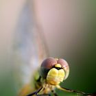 Libellula