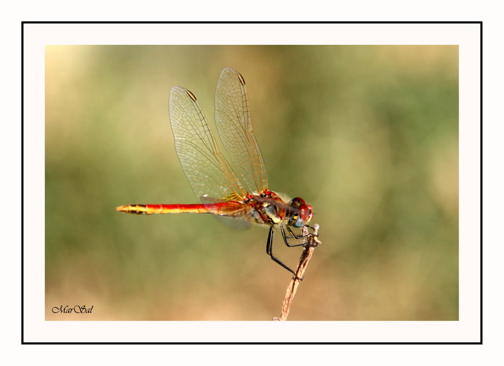 Libellula