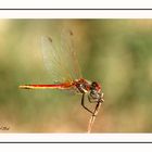 Libellula