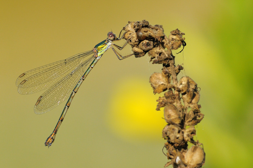 Libellula