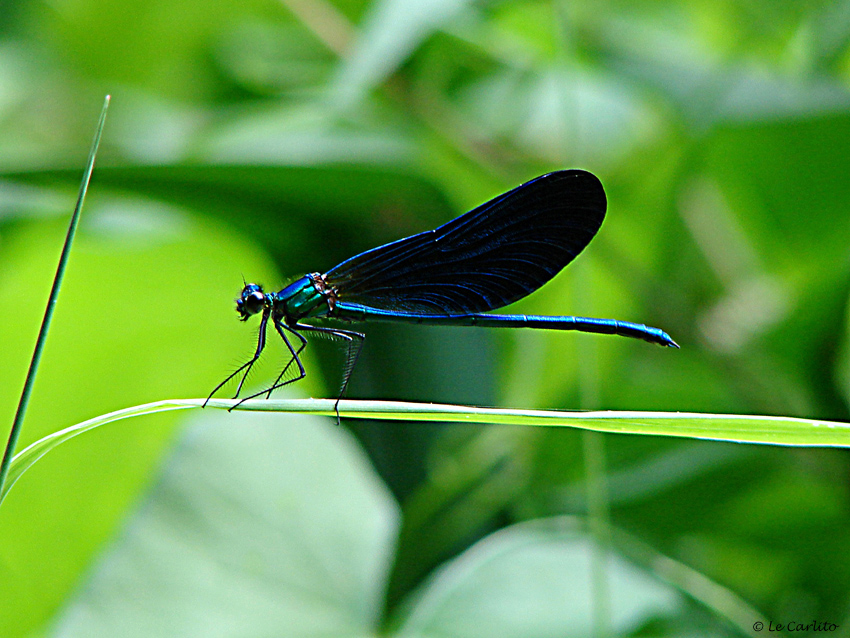 Libellula