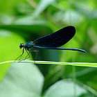 Libellula