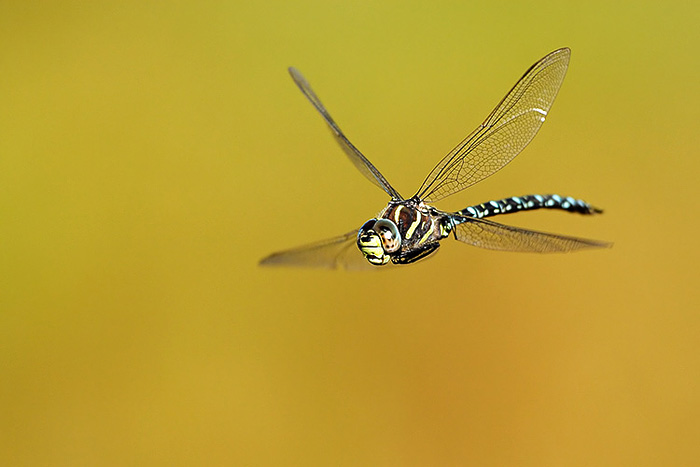 Libellula