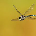 Libellula