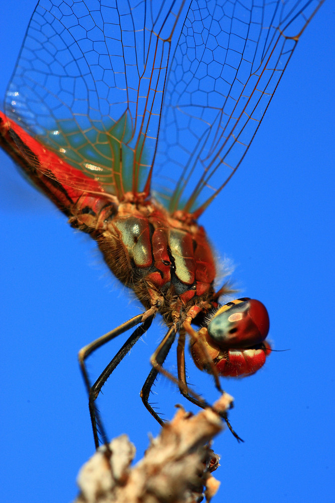 libellula