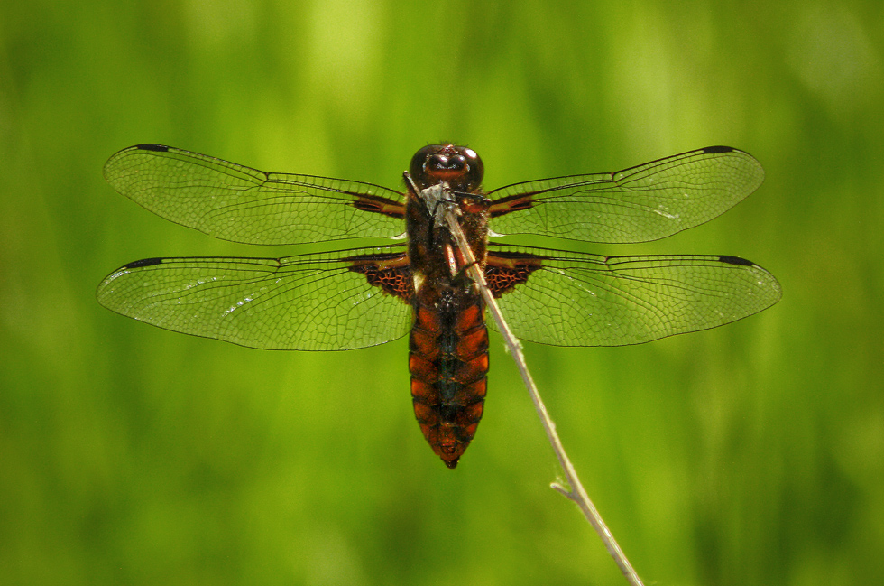 Libellula