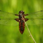 Libellula