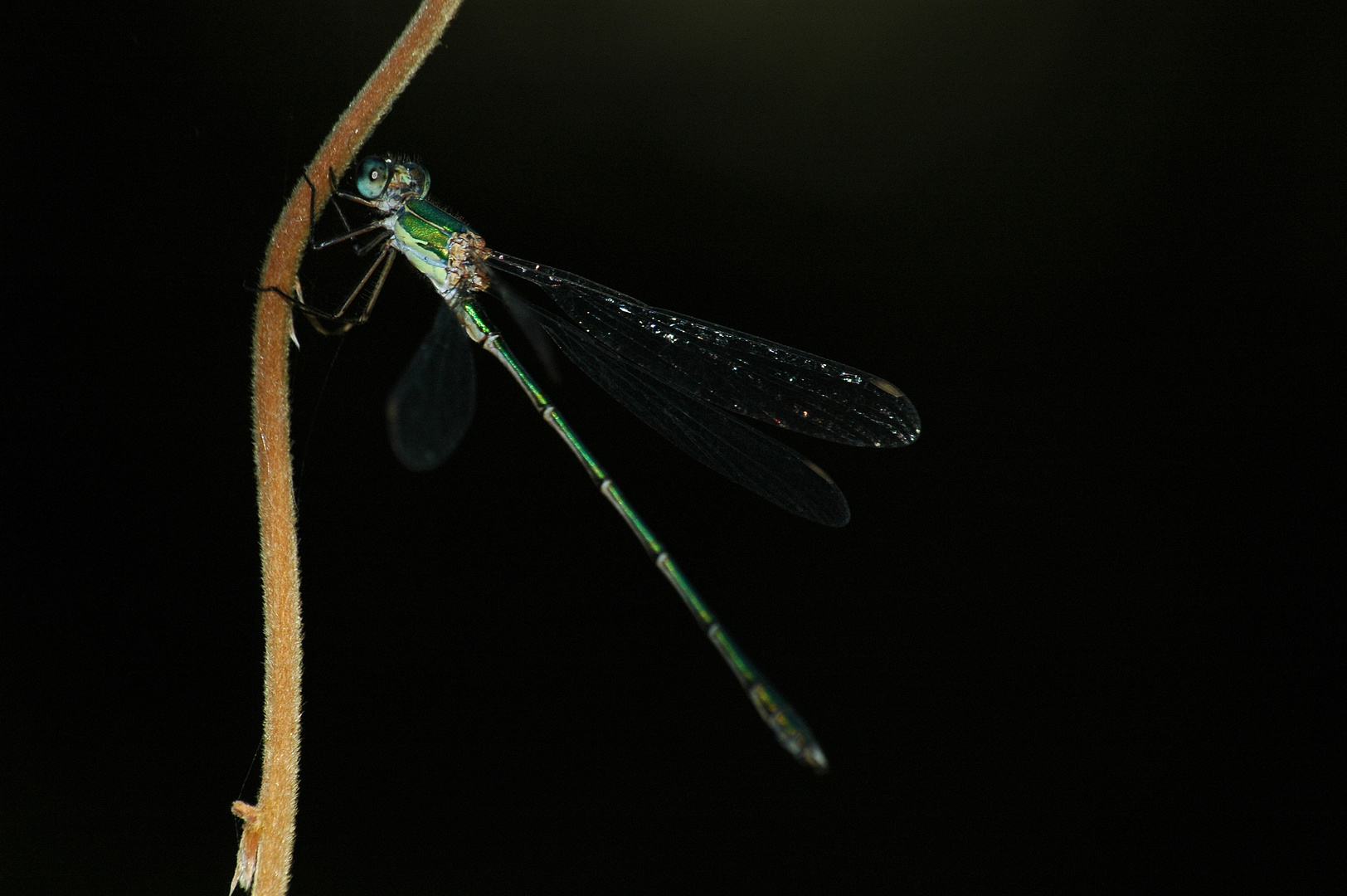 Libellula