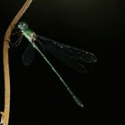 Libellula