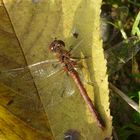 libellula