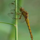 libellula