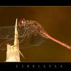 libellula