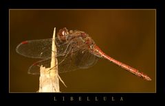 libellula