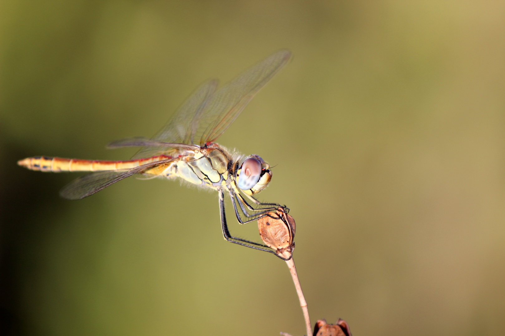 Libellula