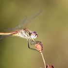 Libellula