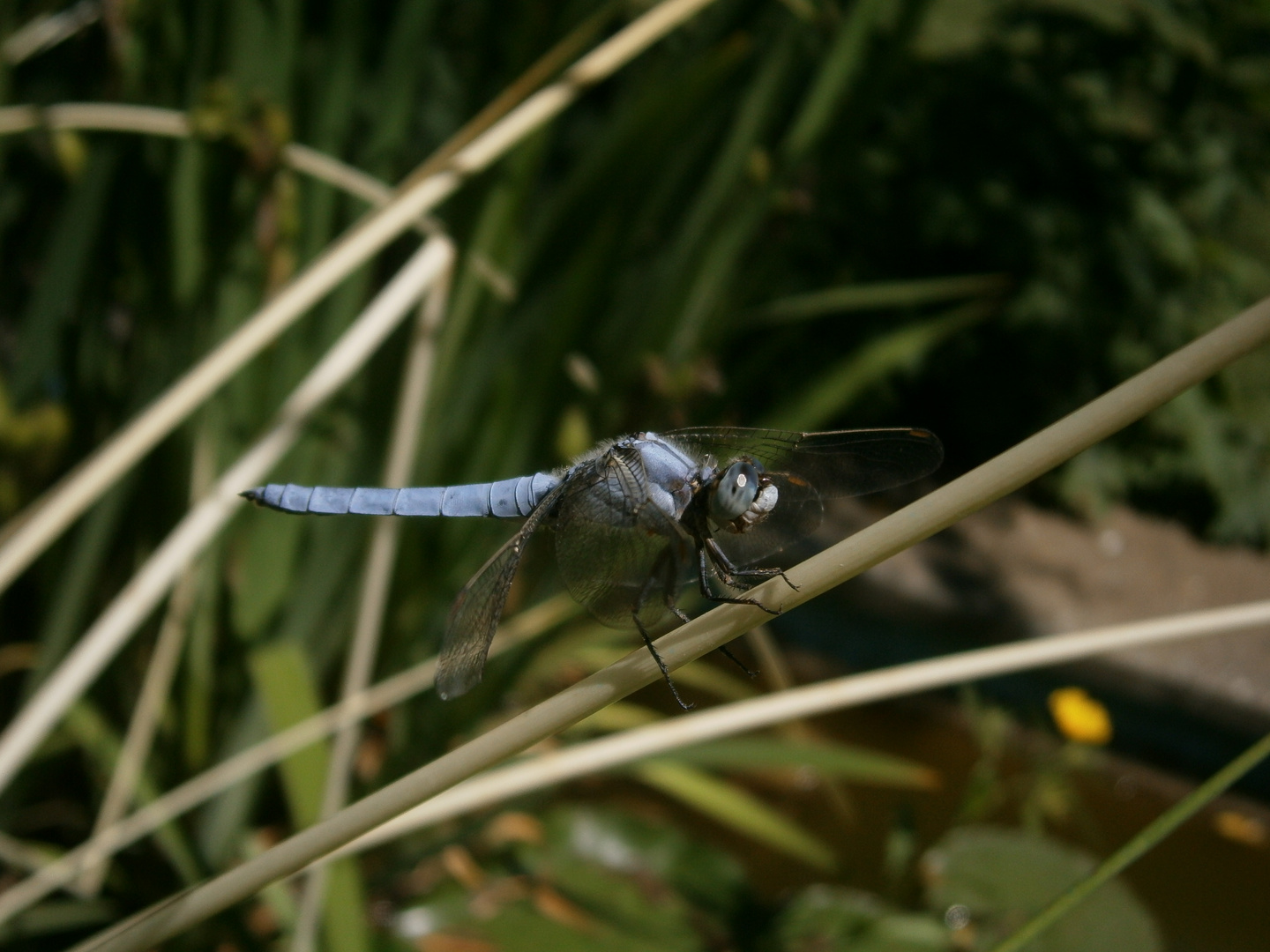 Libellula &#9829;