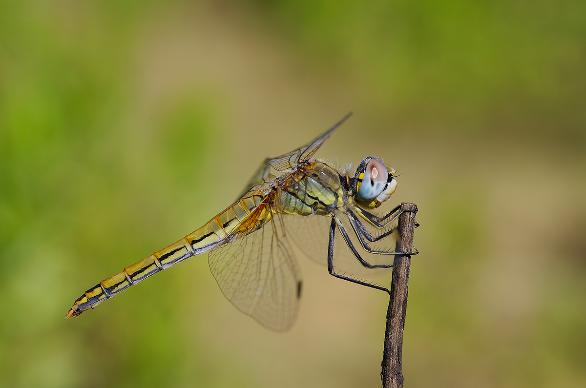 Libellula