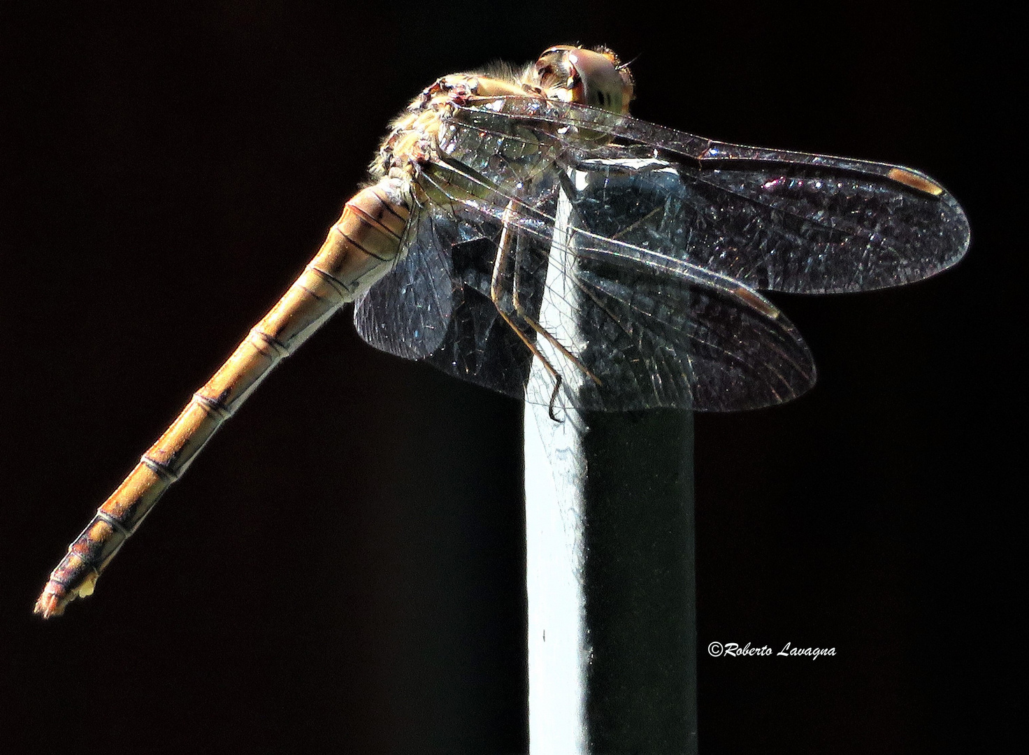 Libellula