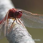 libellula