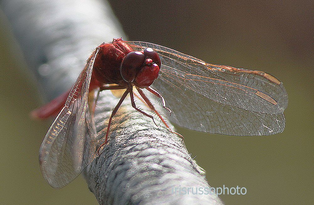 libellula