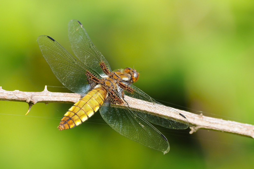 Libellula