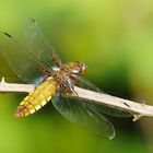 Libellula