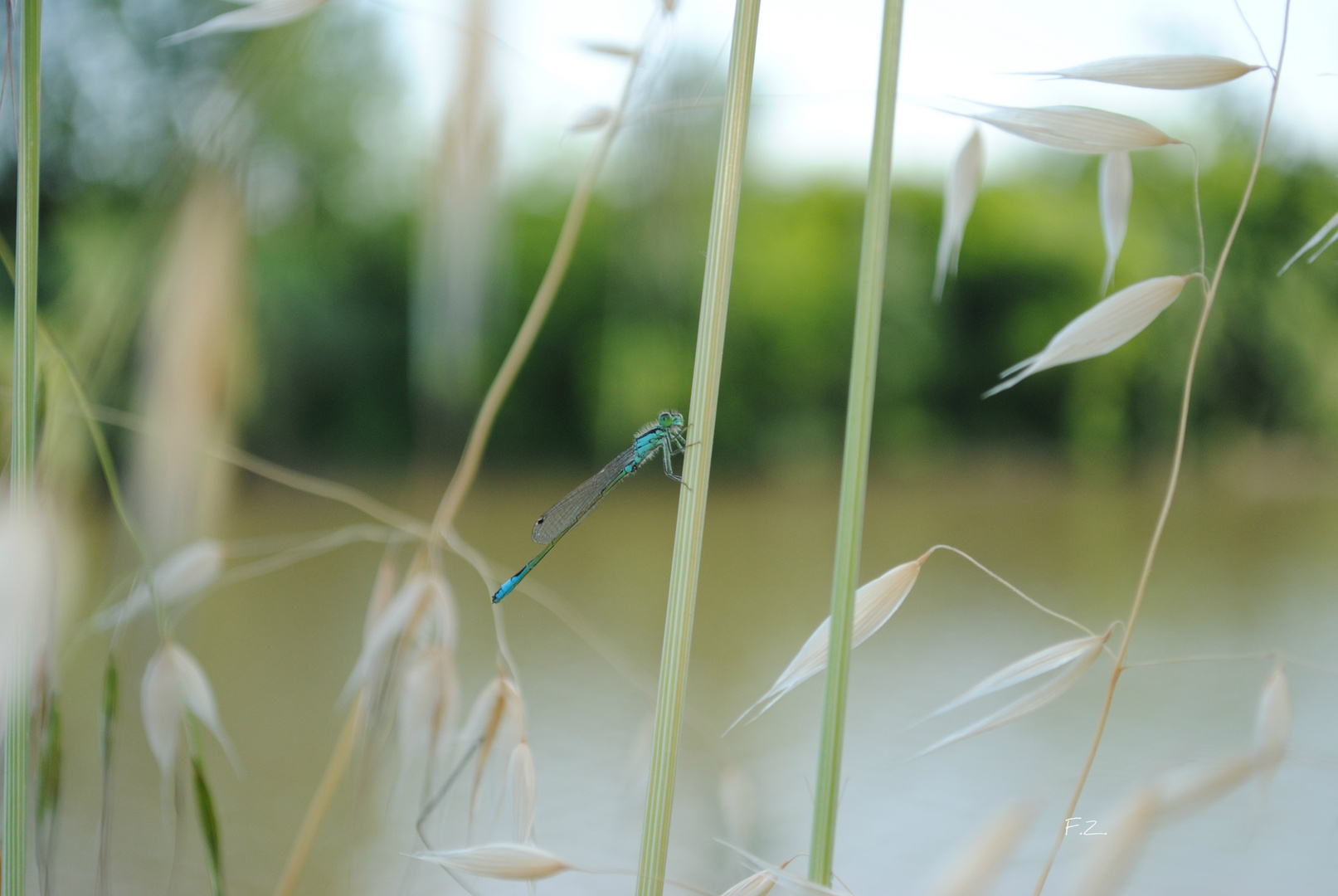 Libellula